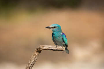 Carraca  Europea  posada