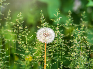 Blowball of Taraxacum plant on long stem. Blowing dandelion clock of white seeds on blurry green background of summer meadow.