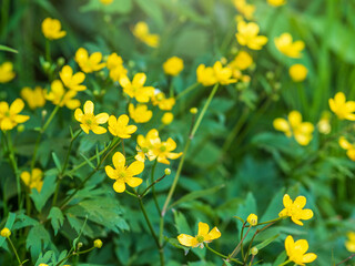 Obraz premium Yellow flowers of buttercup mountain Ranunculus montanus.