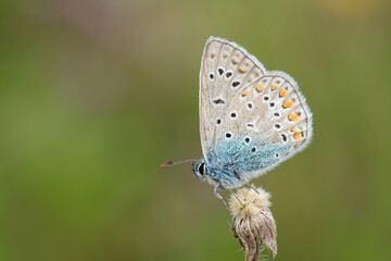 Male common blue butterfly (Polyommatus icarus) rests on a dry stipe.