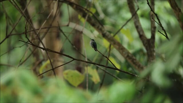 Pequeno beija-flor pousado num galho de um ingazeiro. Na Mata Atl&acirc;ntica, em Paraty.