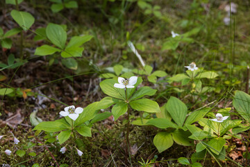 Dwarf dogwood wildflower in bloom