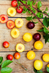 verschiedene bunte Pflaumen Wildpflaumen Wildfrüchte wilde Früchte Pflaumen