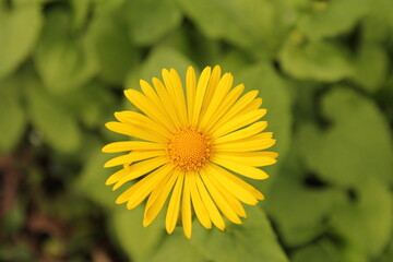 top view at a yellow marguerite flower with a green background closeup in the garden in springtime