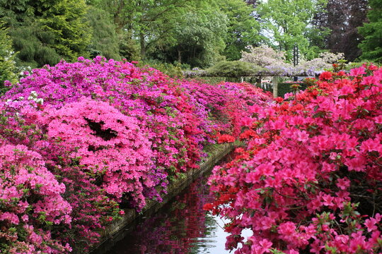beautiful purple, pink and  red rhododendrons along a water in a flower park in springtime