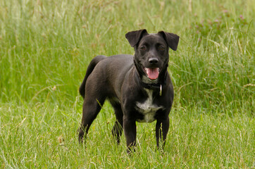 a cute black puppy is running and playing in the park