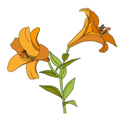 Lily flower. Beautiful, bright, yellow flower. Vector illustration