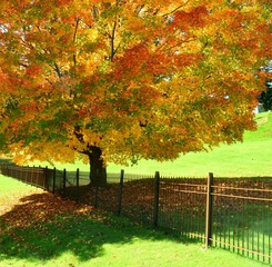 Maple Bursting With Autumn Colors