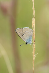 Female mazarine blue (Cyaniris semiargus) rests on a dry blade of grass.