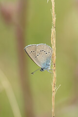 Female mazarine blue (Cyaniris semiargus) rests on a dry blade of grass.
