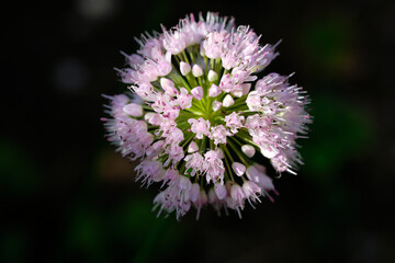 Állium angulosum. Decorative bow. Bloom. Macro.