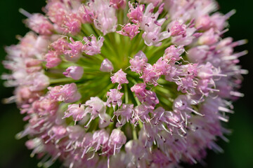 Állium angulosum. Decorative bow. Bloom. Macro.