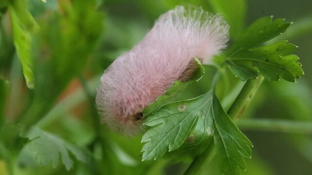 Um belo exemplar de LAGARTA-COR-DE-ROSA (Puss caterpillar) passeando pelas folhas da salsinha.
Ela é da ordem Lepidoptera, e da família Megalopygidae. 
Filmada em Paraty, Rio de Janeiro, Brasil.