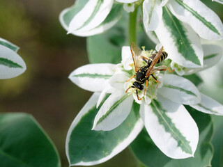 Euphorbia marginata. Flowers close-up. Day. A wasp sits on a flower.