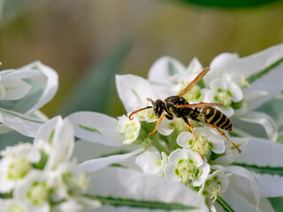 Euphorbia marginata. Flowers close-up. Day. A wasp sits on a flower.