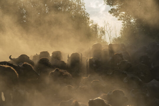 Herd of bulls in a dust