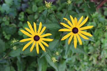 Gelber Sonnenhut im Sommer. Rudbeckia fulgida.