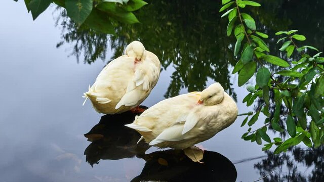 Pareja de patos descansando
