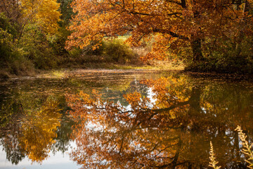 Pond Reflection of Autumn
