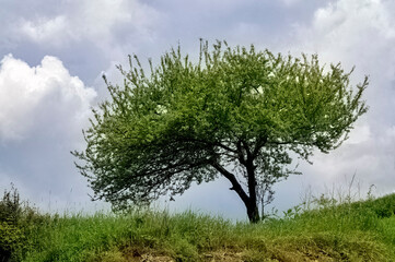 A lone tree under a blue sky