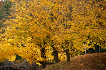 Golden Autumn Maple Torches