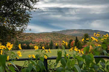 Autumn Over The Fence