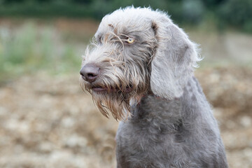 Slowakisch Rauhbart - Vorstehhund