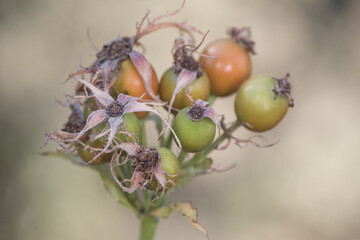 Rosa species rose hip fruits of this green and orange prickly shrub still immature on green...