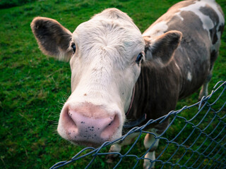 Beautiful cute cow close-up portrait.
