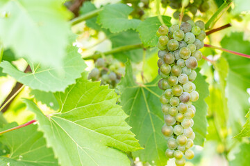 Branch of white wine grapes in golden sunlight at sunset