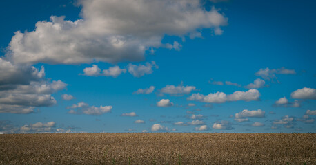 cereal field with clouds in the countryside on a sunny day