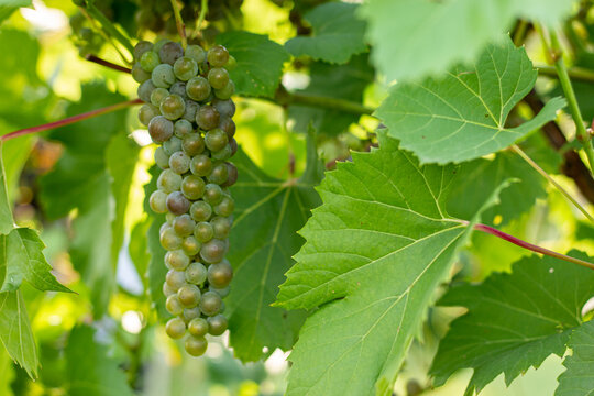 Fresh white wine grape in vineyard. Grapes harvest