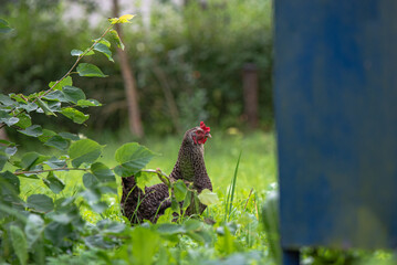 brown chicken at tree branches with leaves