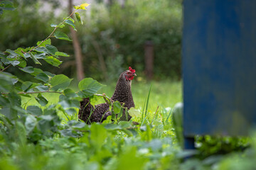 brown chicken at tree branches with leaves