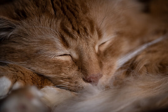 Cute sleeping cat. Red-haired lazy fluffy.
