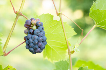 Ripening red grapes close-up on a vine plantation