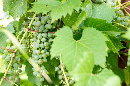 Bunch of unripe white grapes on vine