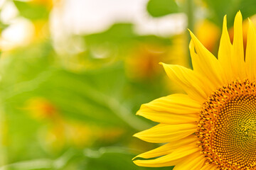 Beautiful sunflower in the field, copy space.