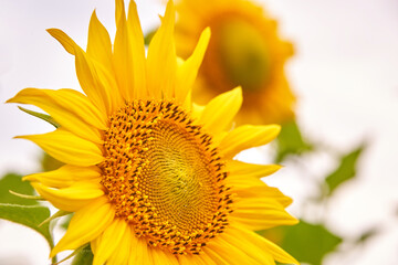 Beautiful sunflower in the field in the summer.