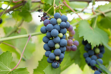 Close-up of red grapes growing on vineyard