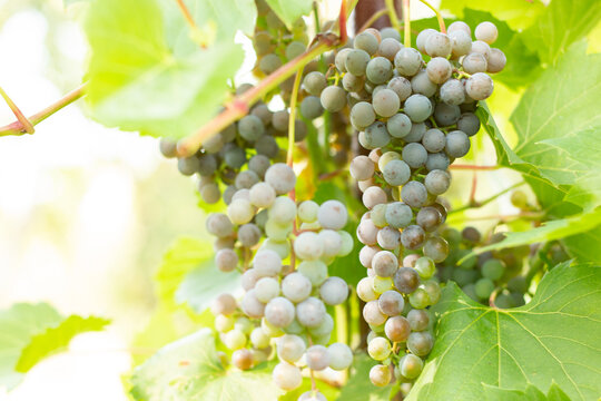 Ripening white grapes in the garden. Green grapes growing on the grape vines.