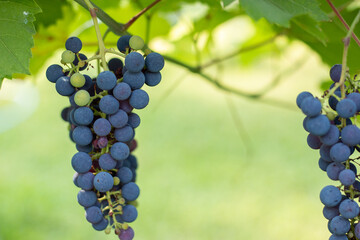 Large bunch of red wine grapes hang from a vine