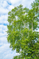 Plane tree against a blue cloudy sky