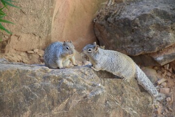 Squirrels in love Grand Canyon