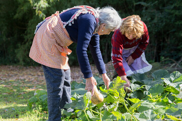 Two elderly women holding an organic pumpkin at vegetable garden.