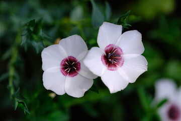 Fototapeta premium Flax 