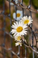 Daisies growing through chain link fence
