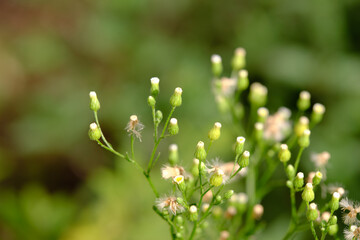 Small-petal canadian. Buds. Green blurred background, day. Erígeron canadénsis