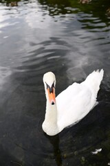 swan in the summer in nature