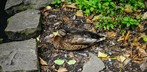 Fototapeta na wymiar Ducks at Reddish Vale Country Park